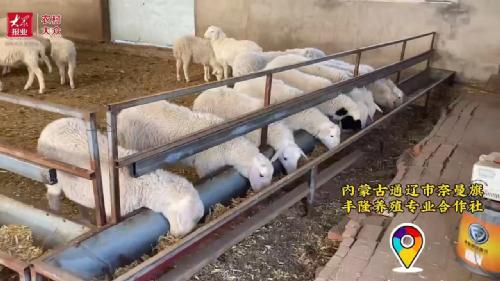 农村大众：产羔率肉质双提高！青岛农大为奈曼旗羊产业注入“科技基因”